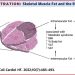 Ultraprocesuirana hrana dovodi do povećanja masti u mišićima Intramuskularna masnoca bedrenog misica povezana je s povecanim rizikom srcanog zatajenja Iz istraživanja Association Between Thigh Muscle Fat Infiltration and Incident Heart Failure: The Health ABC Study: Intramuskularna masnoća bedrenih mišića povezana je s većim rizikom zatajenja srca